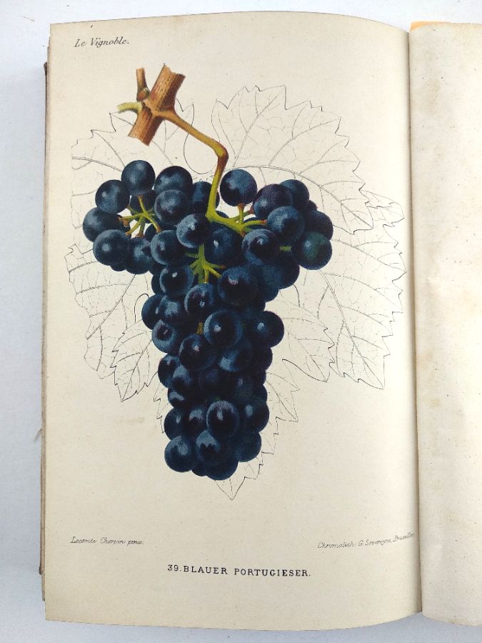 Le vignoble ou histoire, culture et description… des vignes a raisins de table et a raisins de cuve - 1874
