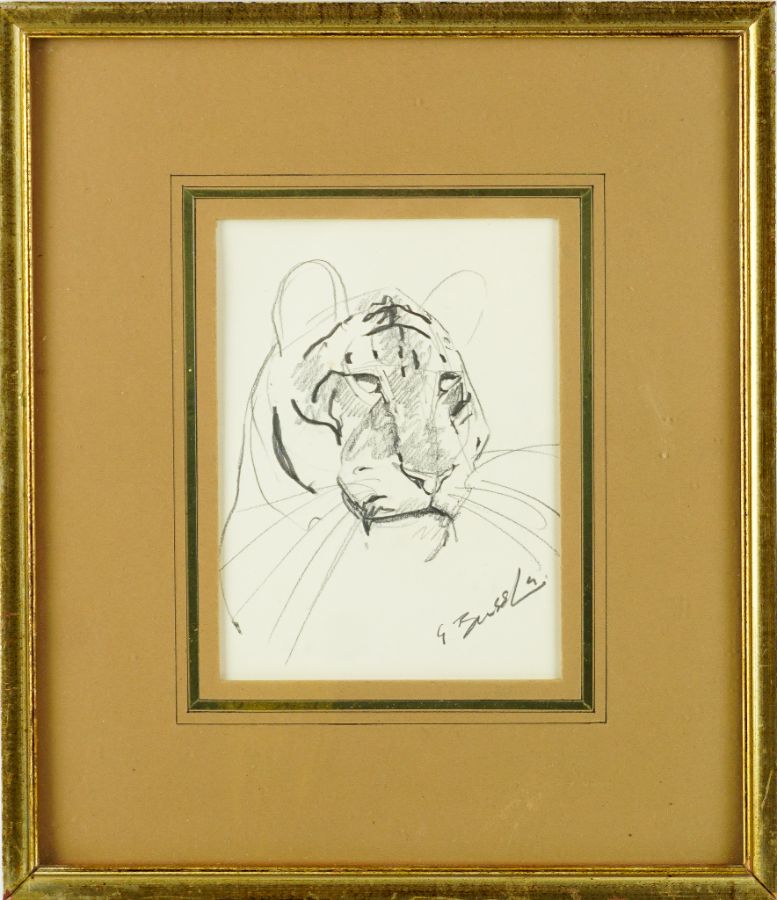 Tigre