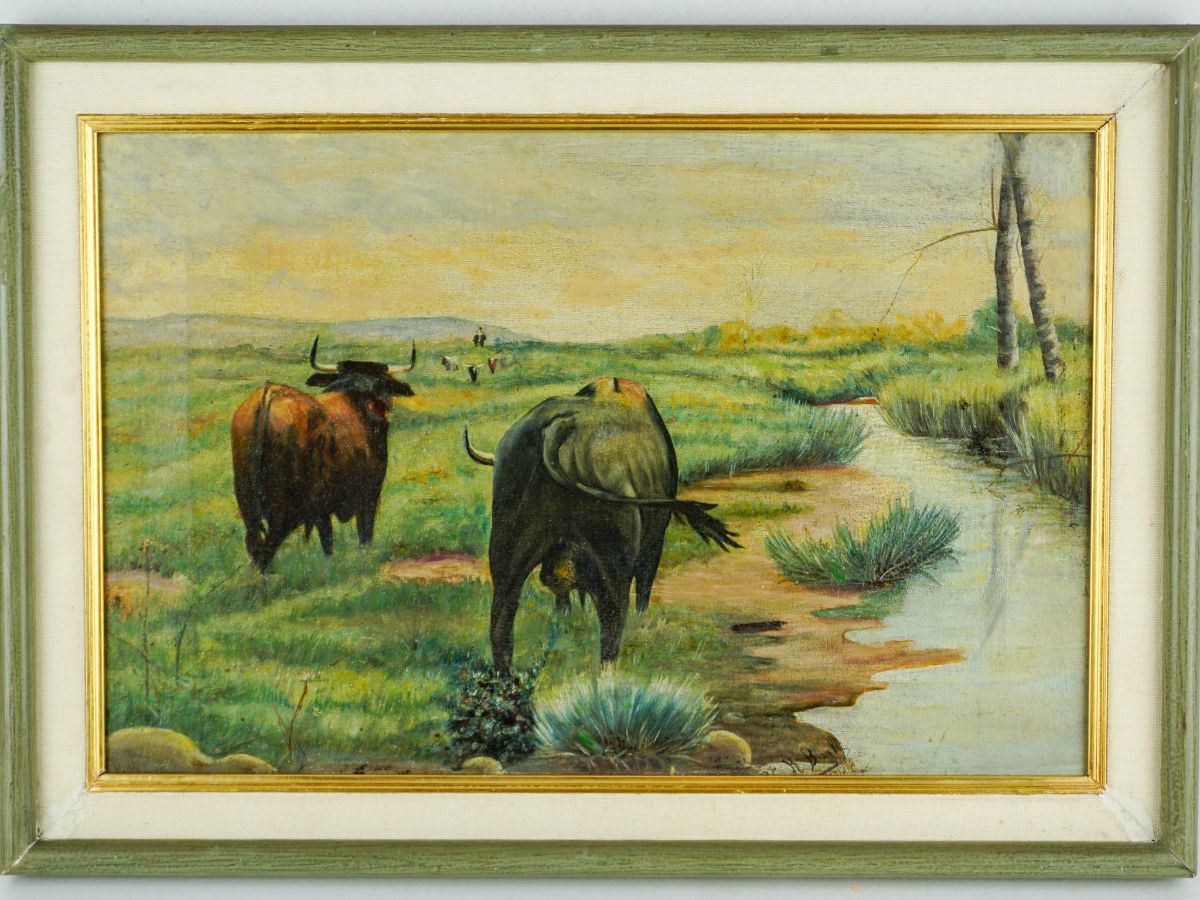 Touros no Campo