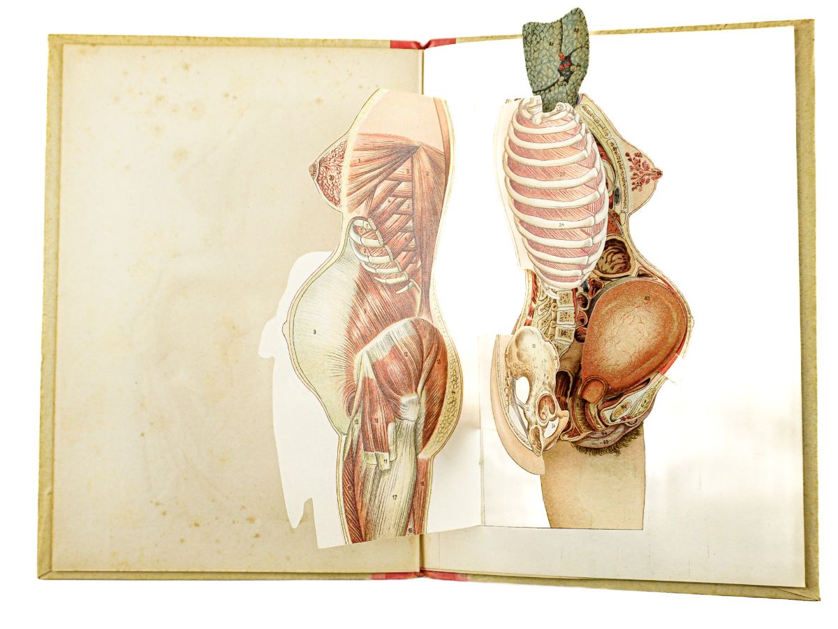 Notions elementaires sur l'anatomie , la physiologie l'hygiene de la grossesse