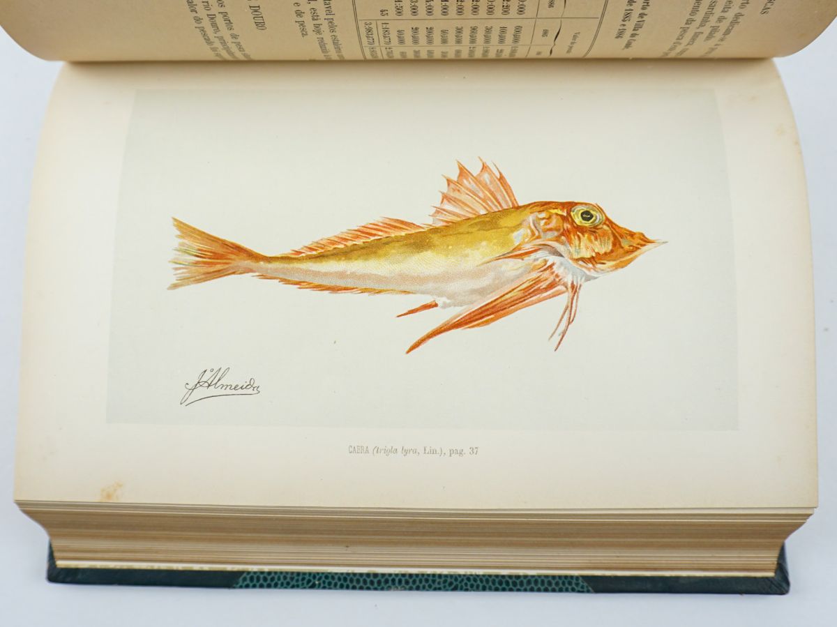Estado Actual das Pescas em Portugal – 1ª edição - 1891