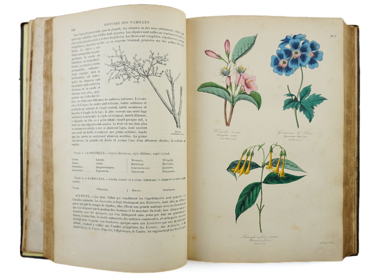 Botanique – Histoire Naturelle des Familles Végétales (1852)