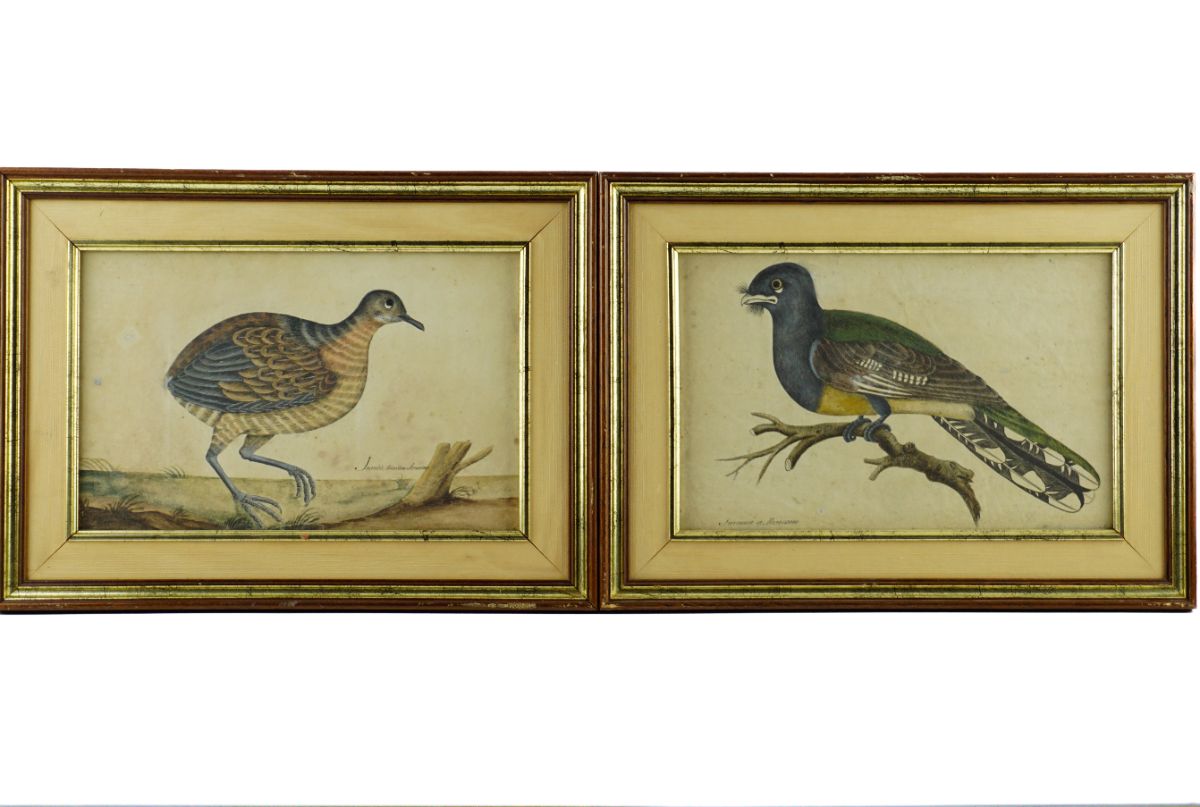 2 Aves exóticas