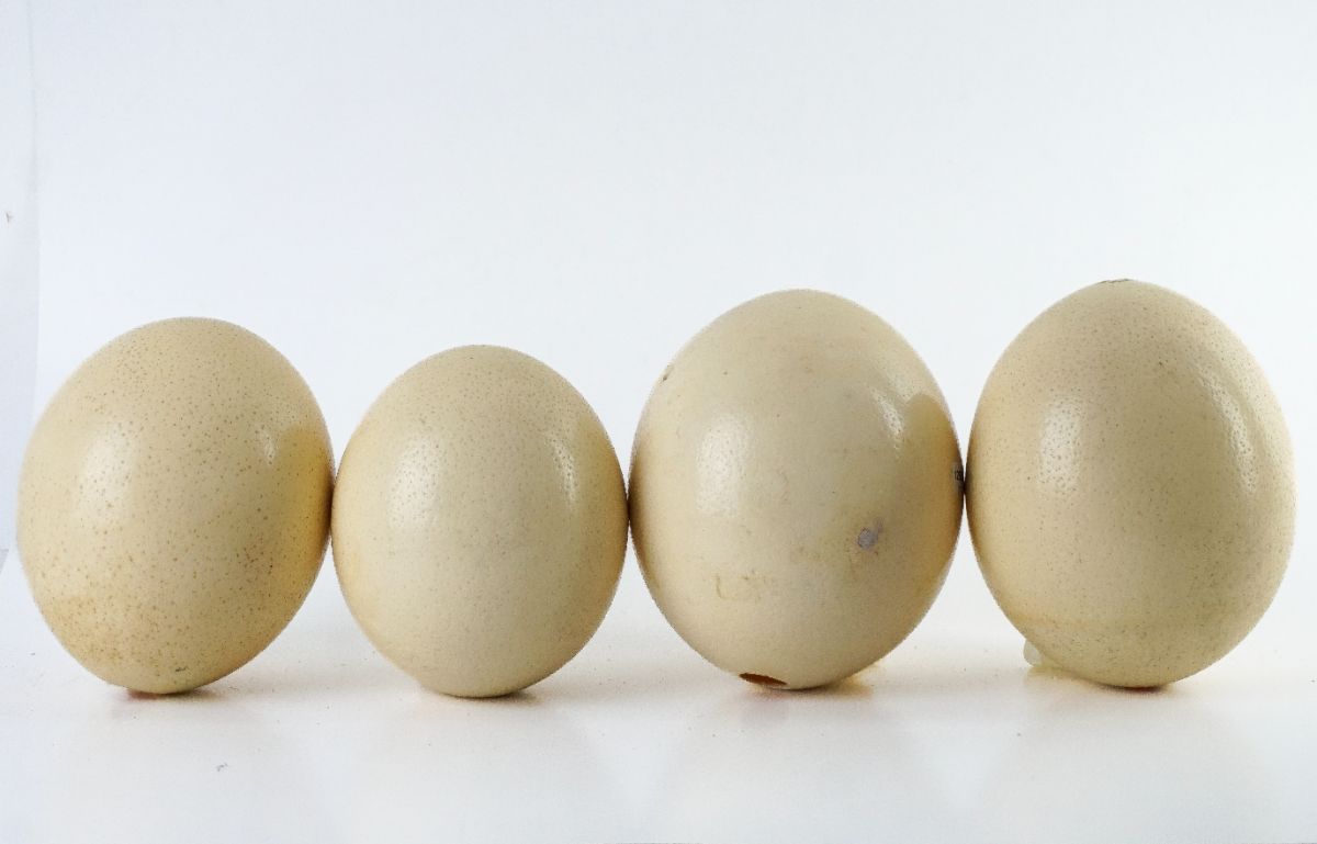Ovos de avestruz