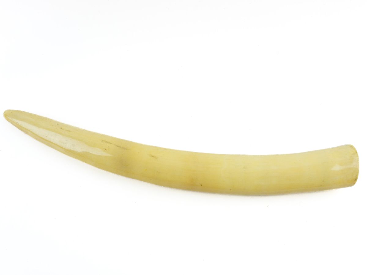 Presa lisa de elefante