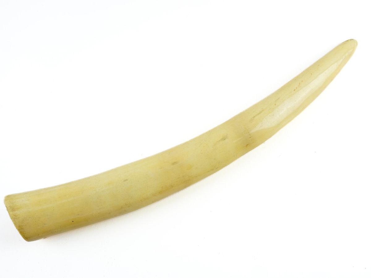 Presa lisa de elefante