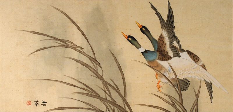 Patos
