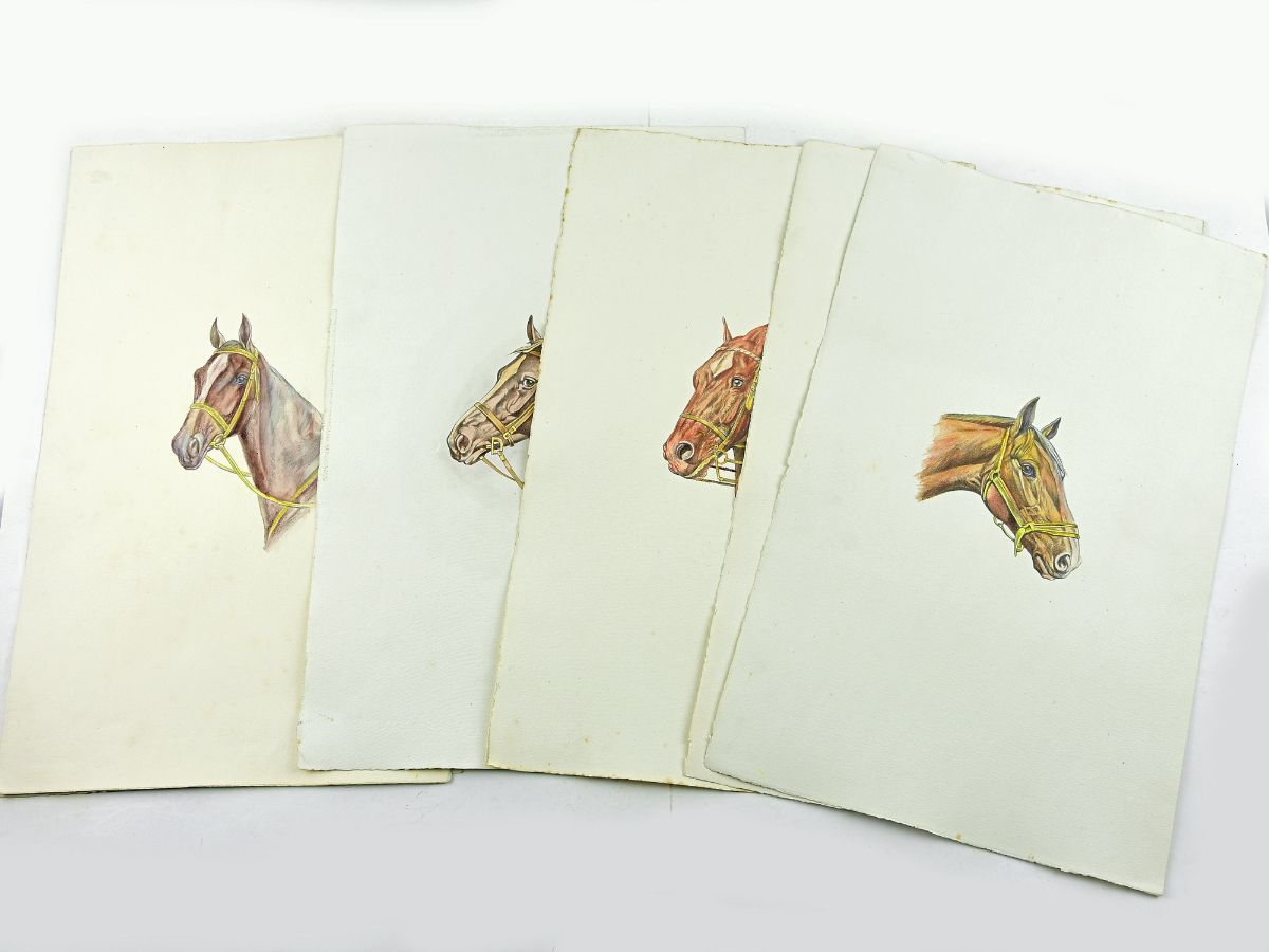 6 Gravuras com cabeças de Cavalos