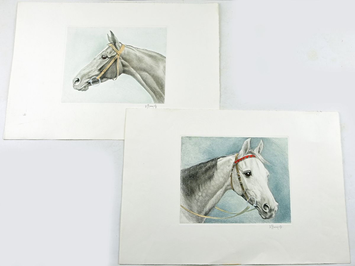 Cabeças de Cavalos