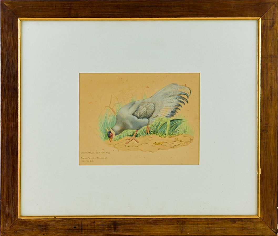 Faisão