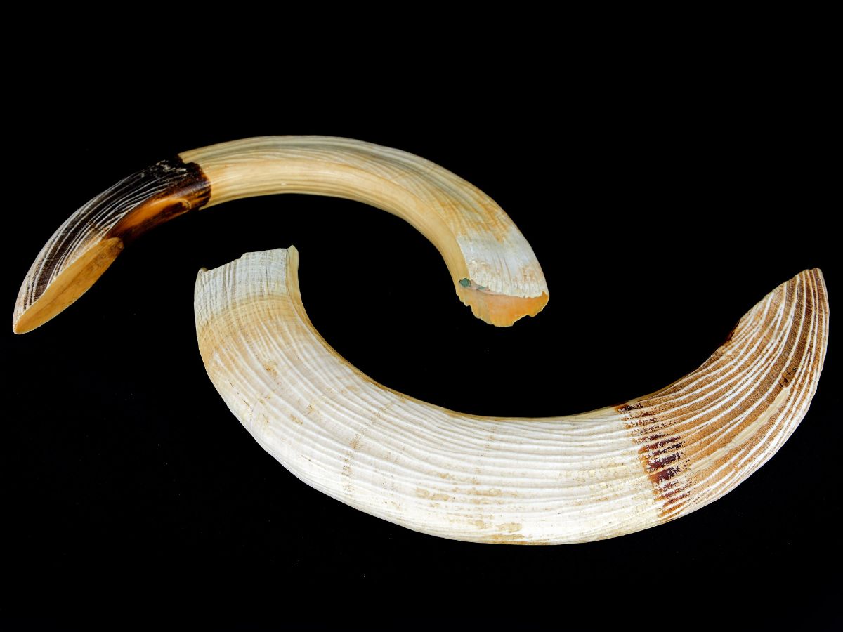 2 Dentes de Javali