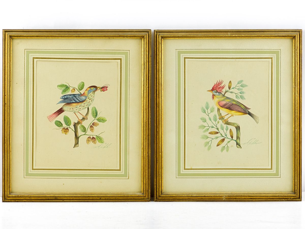 Aves