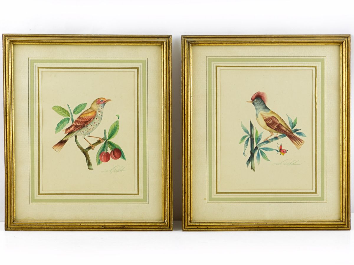 Aves