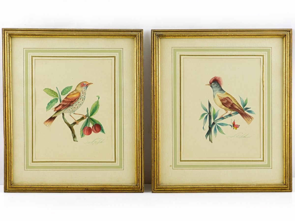 Aves