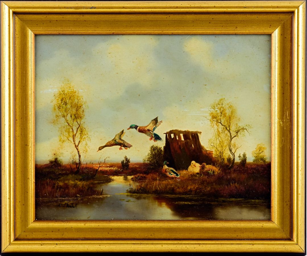 Patos no campo