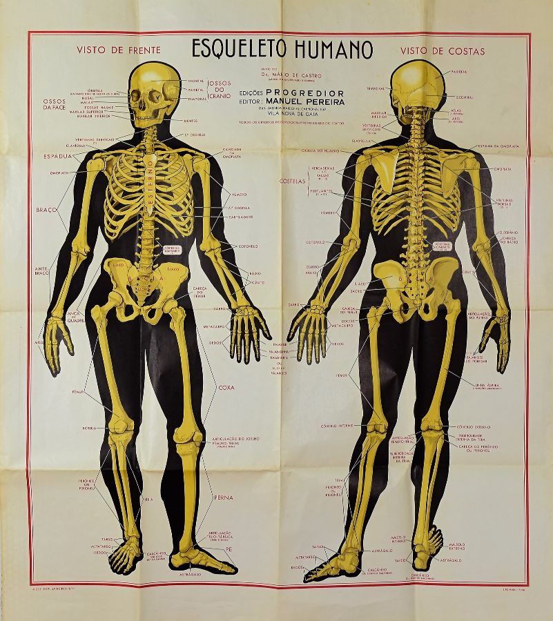 Mapa Escolar do Corpo Humano