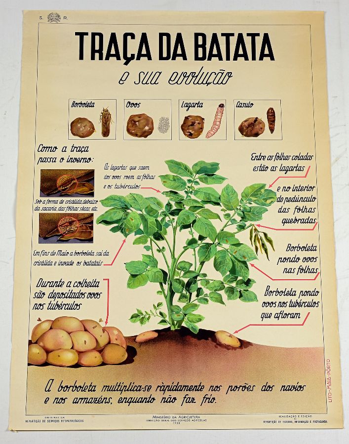 Traça da batata 1938