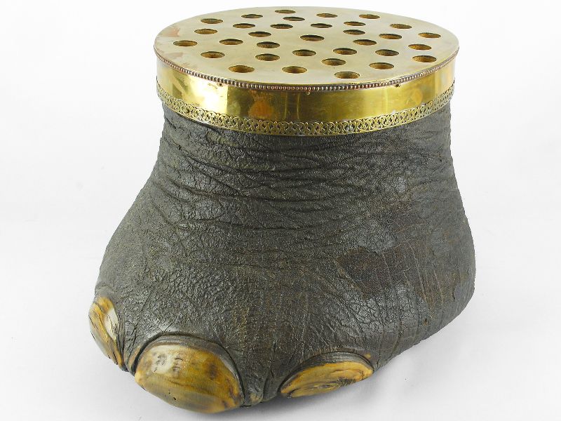 Pata de Elefante