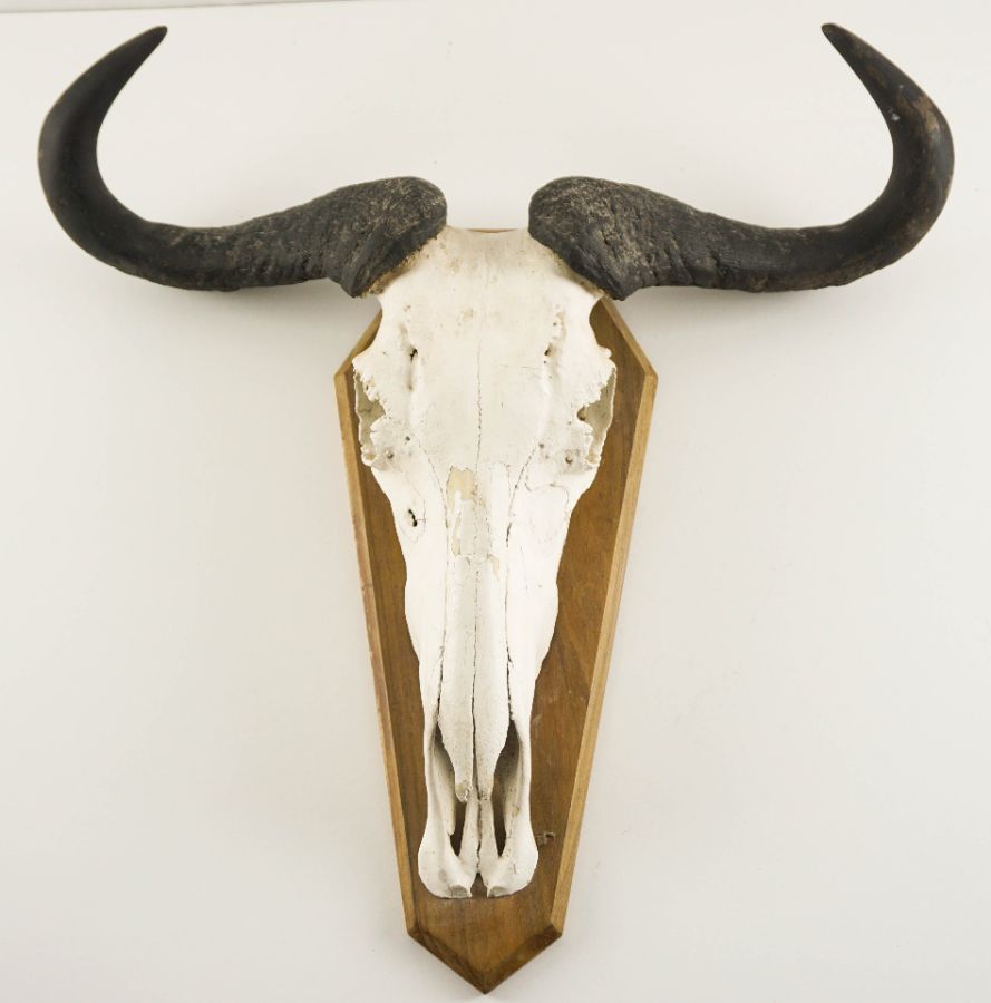 ​Troféu de Caça de Cabeça de Gnu