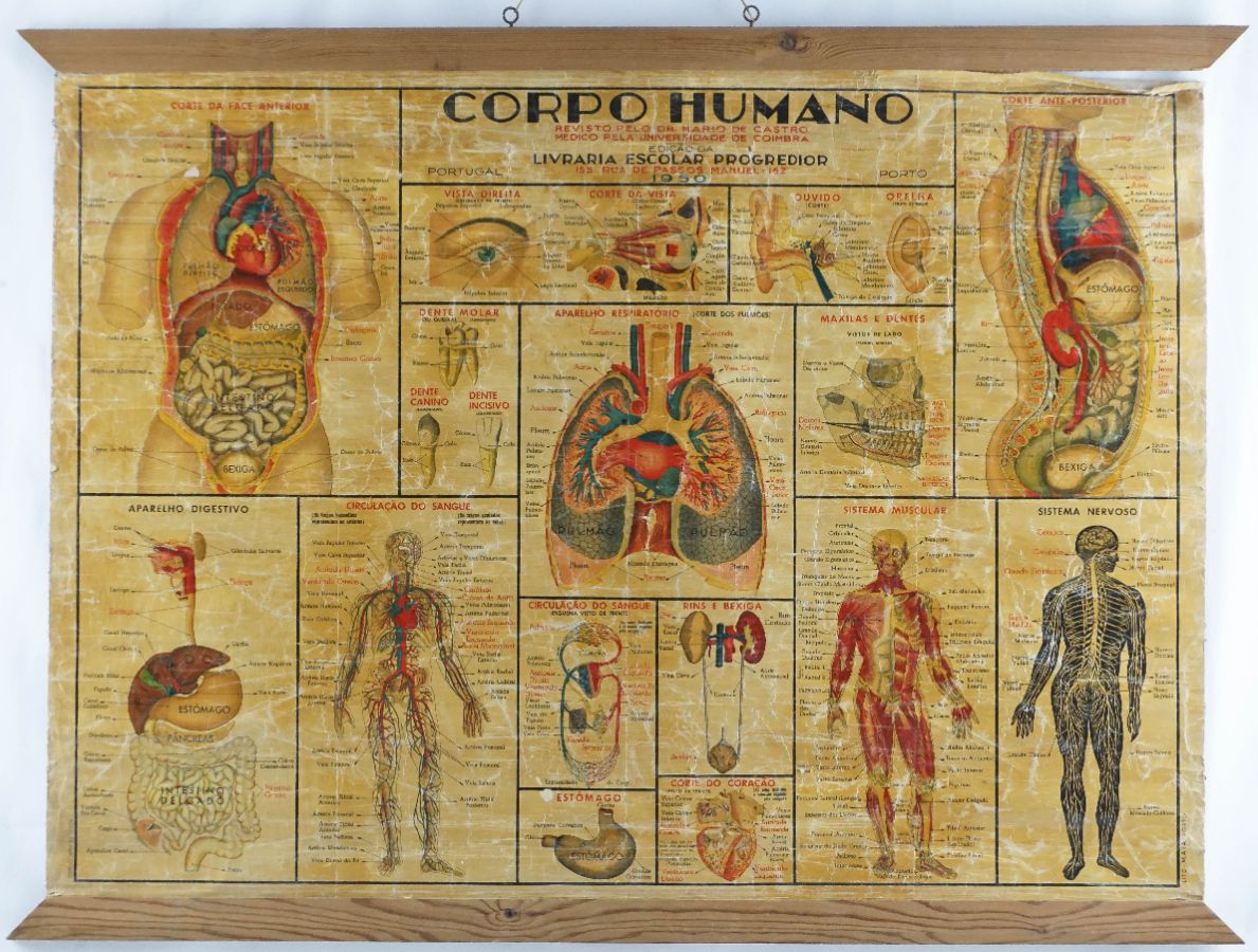 O Corpo Humano