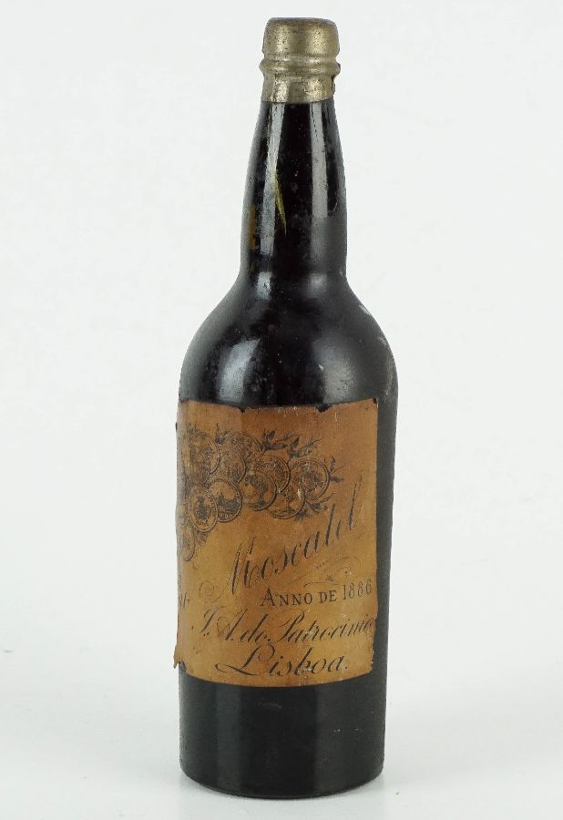 Moscatel - 1886