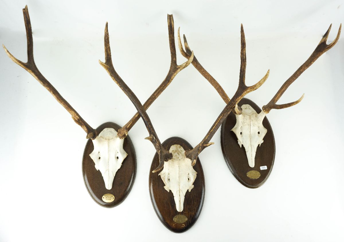 3 Troféus de Caça com cabeças de veado