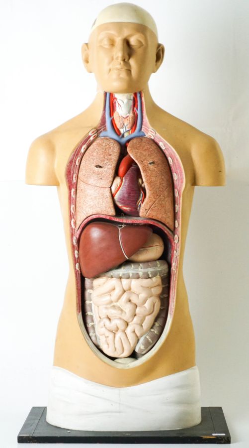 Corpo Anatómico (marca PHYWE)