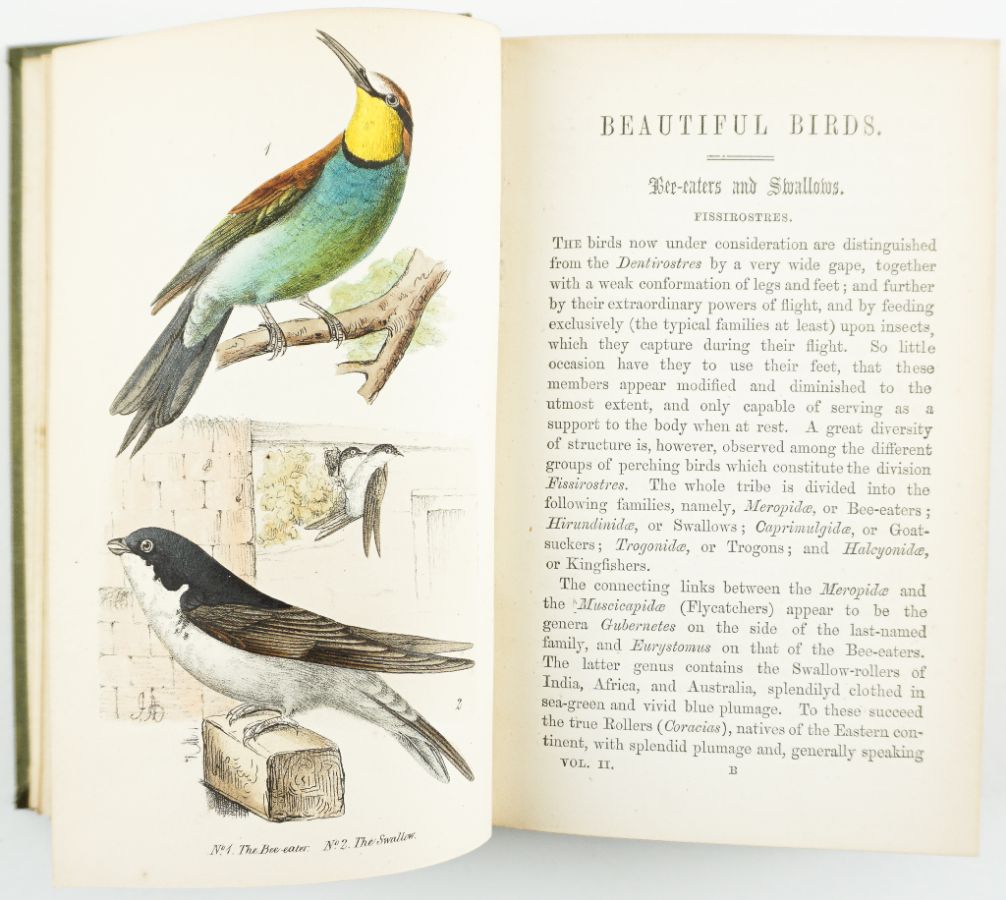 Rara obra sobre Ornitologia com gravuras