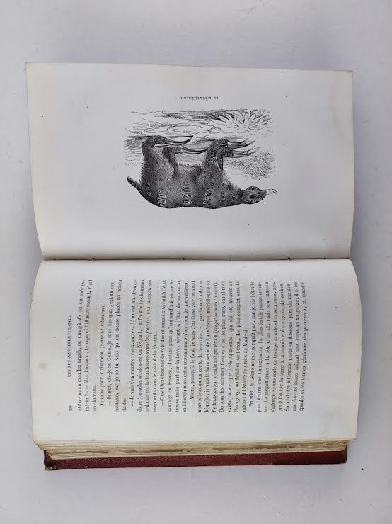 L’ Universe avant les Hommes (1864)