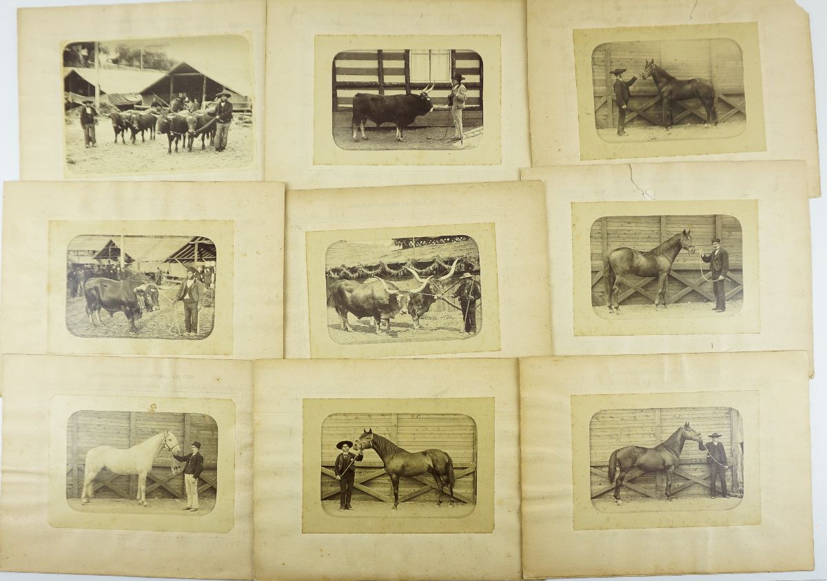 Fotografias Exposição Pecuária Nacional 1888